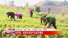 大竹县：发展中药材产业助农增收