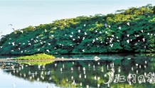 小鸟天堂获授“广东省林长绿美园”