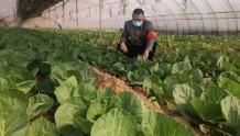 曲阜市息陬镇农技人员支招冬季蔬菜管理