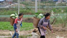 罗甸：强化产业协作 促进乡村产业提质增收