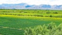 西藏推进高标准农田建设 亩产增加10%以上