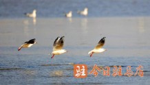 宿鸭湖：海鸥飞处 美景如画