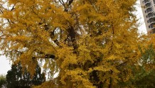 2000岁高龄！青岛树龄最长的银杏树生长在哪里？
