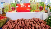 冬交会澄迈馆36家企业参展 展示140余种产品