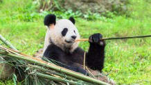 “滚滚” 百科 | 大熊猫喜欢吃竹子的什么部位？