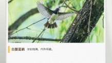 湖湘自然历丨冬日飞羽⑬耐力惊人的“偶像型歌手”