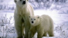 “世界北极熊之都”升温过快危及北极熊生存
