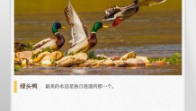 湖湘自然历丨冬日飞羽⑭谁的头上透着绿