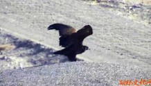 敦煌：阳关保护区首次监测到国家一级重点保护野生动物——秃鹫