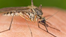 越南柬埔寨出现变异“超级”蚊子，对常见杀虫剂免疫