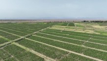 玉门市枸杞种植面积达24万亩