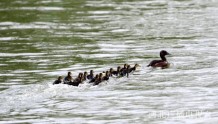 河北唯一，衡水湖入选2022年全国生物多样性保护优秀案例