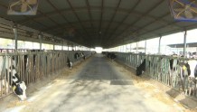 白银市会宁县：牛产业让村民过上“牛”日子