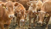 吉林新观察 | 看吉林牛产业如何越做越“牛”