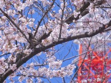 除了樱花，日本这些缤纷花海不容错过