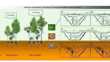 研究人员揭示森林演替驱动生物固氮及其关键机制