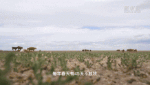 内蒙古亿亩草原“带薪休假”的背后
