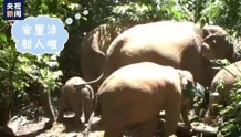 小象来了！云南南滚河保护区亚洲象群喜添新成员