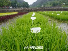 【大国“粮”策】贵州：科技育种，抓牢农业现代化种业“芯”