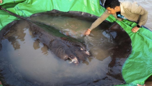 柬埔寨村民在湄公河捕获全球最大淡水鱼：重300公斤