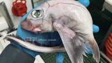俄罗斯渔民发现怪异深海鱼 眼球外突没有瞳孔