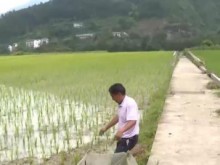 治理耕地酸化 水稻增产8%以上