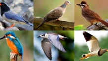 华中大教授为校园200多种鸟拍“生活照”