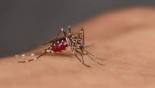 清华团队揭秘：为什么这些人更受蚊子青睐？