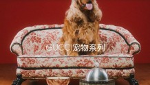 一张宠物床卖7万 Gucci、LV、爱马仕……奢侈品牌纷纷抢滩“它经济”