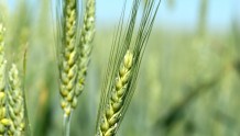 多国丰收，小麦价格连续下跌