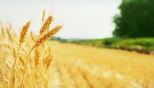 增产又增收！稻谷、小麦库存能满足一年以上口粮消费需求｜快讯