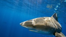 英媒：禁渔的海洋保护区已成“巨鲨摇篮”