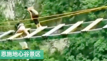上海10岁男孩玩高空项目坠落，景区通报：腰椎胸椎骨折，无生命危险