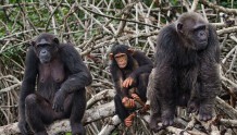 刚果（金）搞油气资源勘探权益拍卖，环保人士担忧威胁大猩猩栖息地