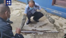 极危物种圆鼻巨蜥“串门”，警民携手救​助