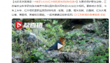 光听名字就稀奇！南京142台红外相机新拍到8种鸟类