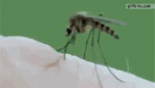 被蚊子叮过敏了，怎么办？