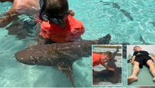 英国8岁男孩被铰口鲨攻咬伤险些丧命