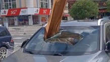 在广东有多少车是被一片树叶砸烂的