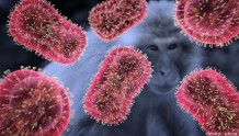 世界卫生组织：猴痘病毒正在人际传播，切勿污名化