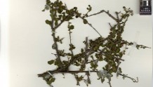 四川横断山区发现植物新种“旱谷蛇藤” 拟用已故生态学家刘照光命名
