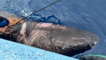 西加勒比海水域首次发现格陵兰鲨 最长可以活500年