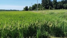 争分夺秒引来“买客水”，420亩再生稻有望成熟收割