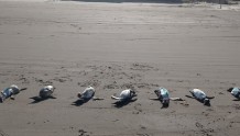 飓风袭击巴西后，近600只企鹅尸体被冲上海滩