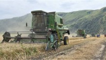 新疆尼勒克县：黑小麦种出新希望