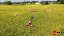 40℃高温下“画900个圈” 天府粮仓“丰收验证官”为水稻测产量