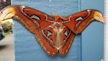 阿特拉斯蛾首次在美国被发现 是世界上最大的飞蛾之一