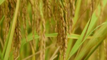 国家统计局：​​​​​​​2022年全国早稻播种面积稳中有增，产量实现增长