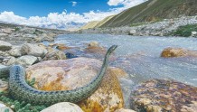 最高“另类”：一条蛇如何在青藏高原生活？