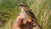 研究人员在南美洲智利偏远地区发现新的鸟类物种